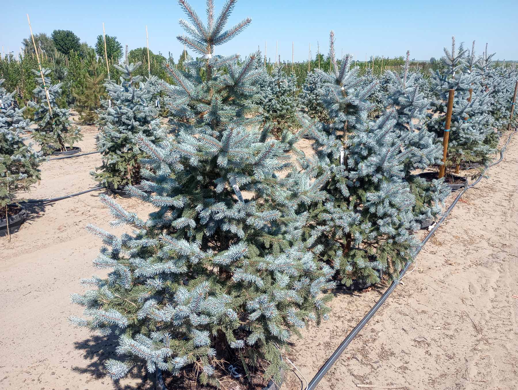 Conifer Trees for Sale Garden Gate Nursery
